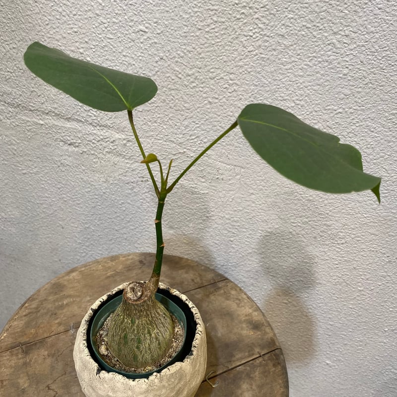 プセウド・ボンバックス・エリプチクム | greencoast plants