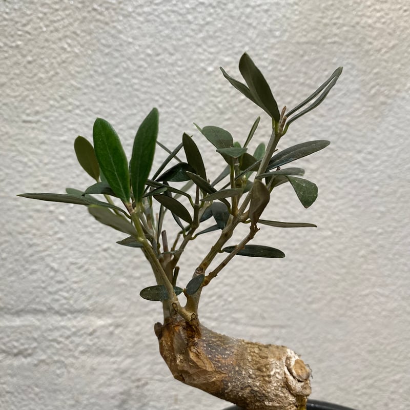 オリーブ盆栽「BON」 | greencoast plants