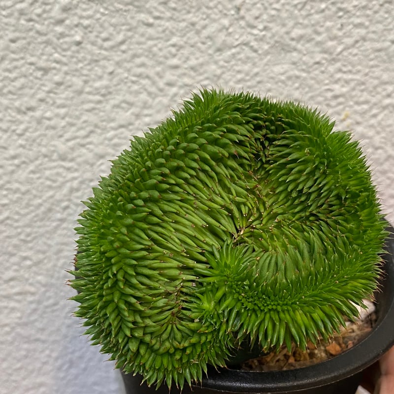 スザンナエ 綴化 接ぎ木 | greencoast plants