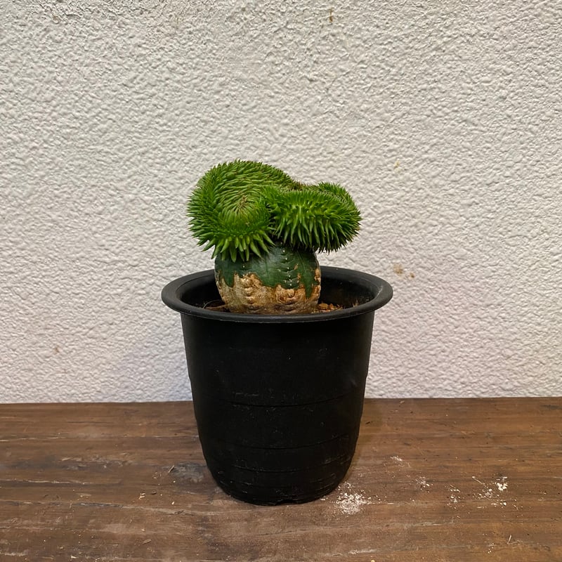 スザンナエ 綴化 接ぎ木 | greencoast plants