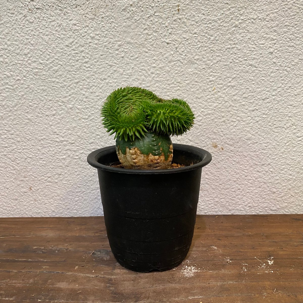 スザンナエ 綴化 接ぎ木 | greencoast plants