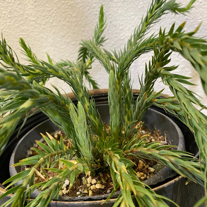 フペルジア・カリナータ | greencoast plants