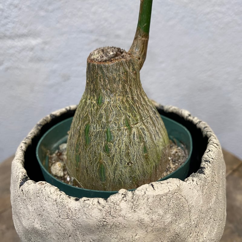 プセウド・ボンバックス・エリプチクム | greencoast plants