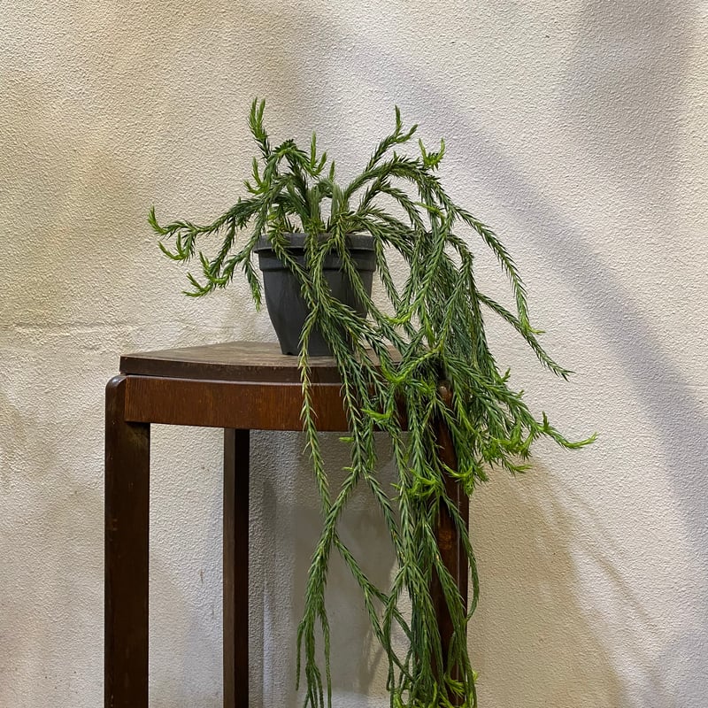 フペルジア・カリナータ | greencoast plants
