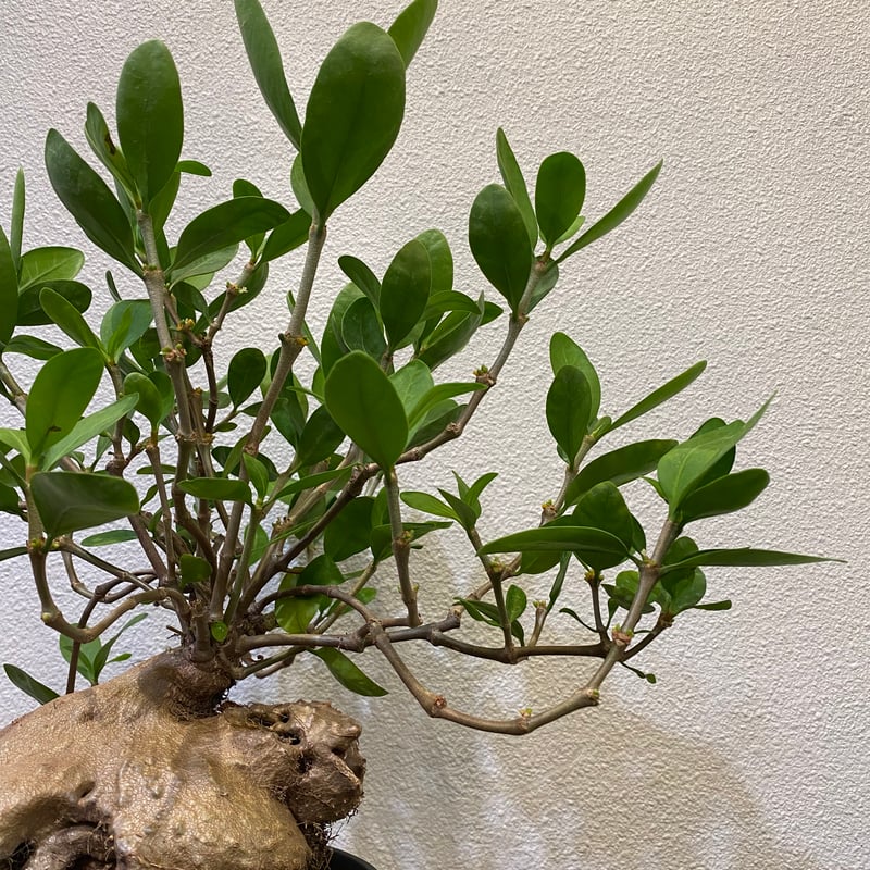 ヒドノフィツムフォルミカルム アリ植物(蟻の巣玉) ヒドノフィツム・フォルミカルム -蟻の巣玉- | greencoast plants