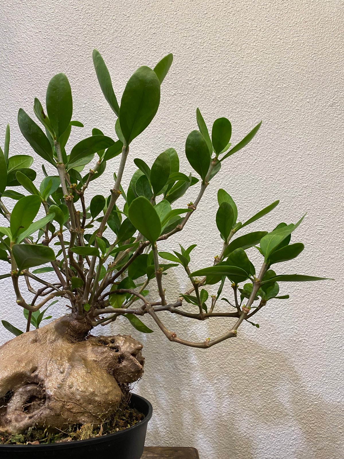 ヒドノフィツムフォルミカルム アリ植物(蟻の巣玉) fit=scale-down,w=1200