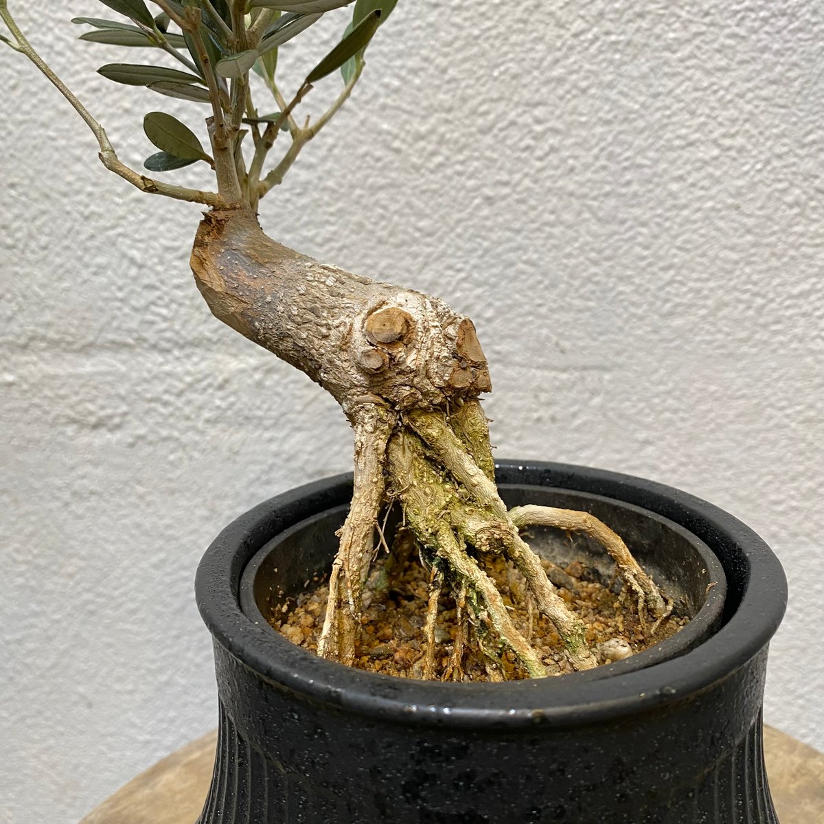 オリーブ盆栽「BON」 | greencoast plants