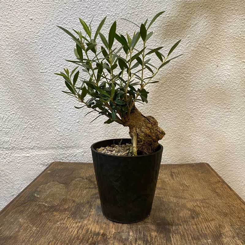 オリーブ盆栽「BON」③ | greencoast plants