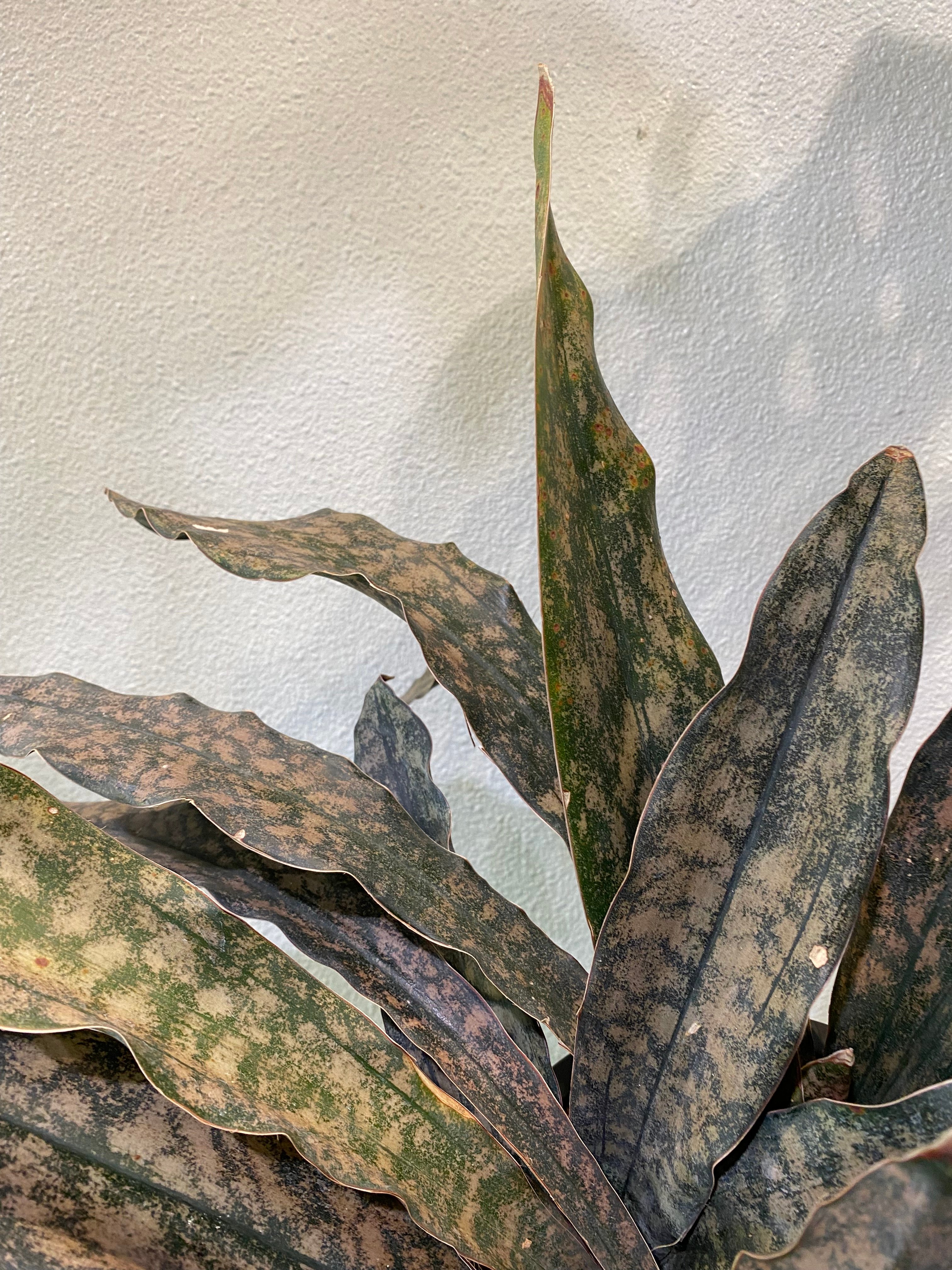 サンスベリア・キルキーブラウン | greencoast plants