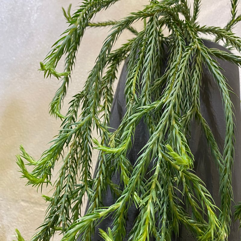 フペルジア・カリナータ | greencoast plants