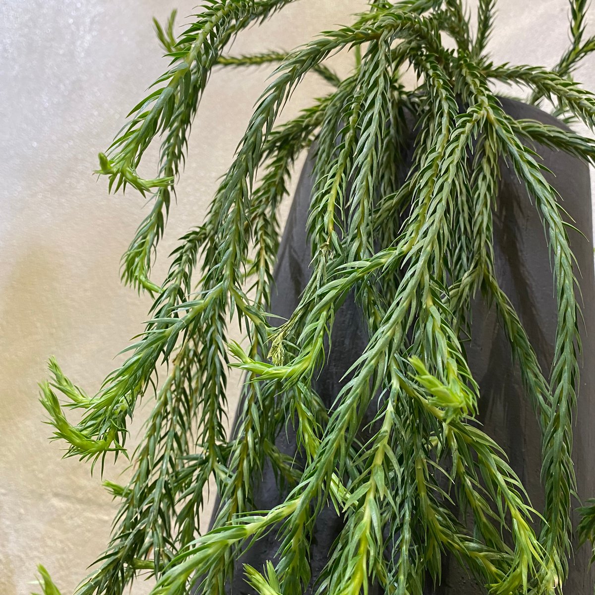 フペルジア・カリナータ | greencoast plants