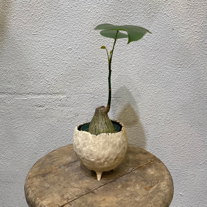 プセウド・ボンバックス・エリプチクム | greencoast plants