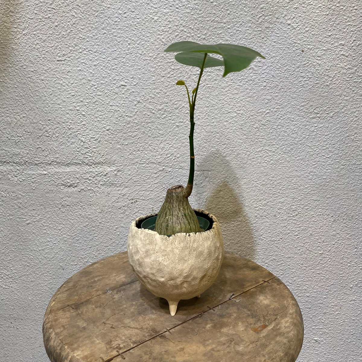 プセウド・ボンバックス・エリプチクム | greencoast plants