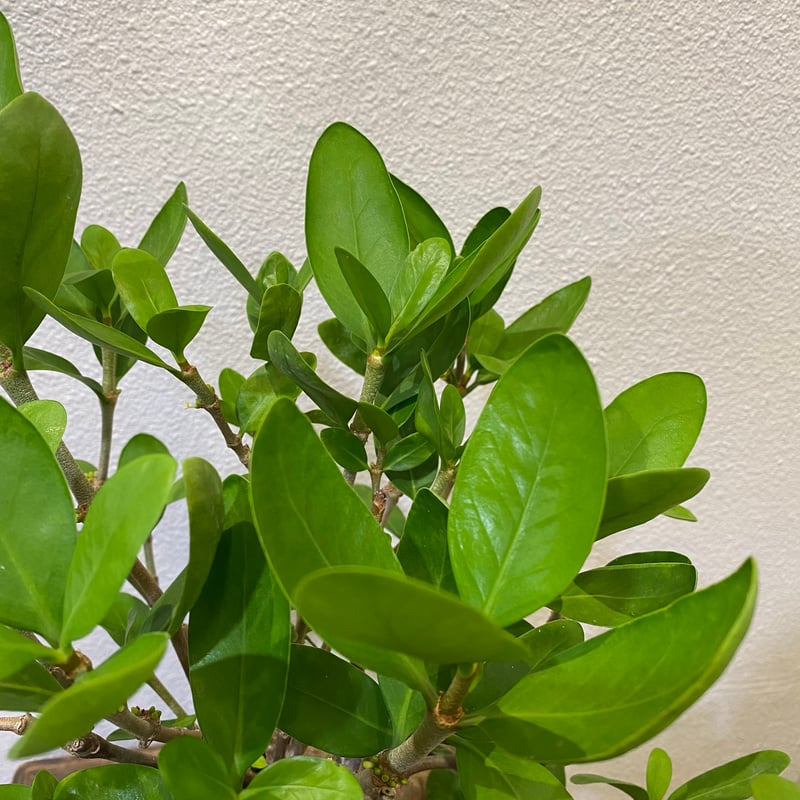 ヒドノフィツム・フォルミカルム -蟻の巣玉- | greencoast plants