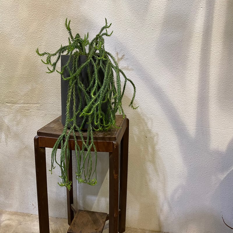 フペルジア・カリナータ | greencoast plants