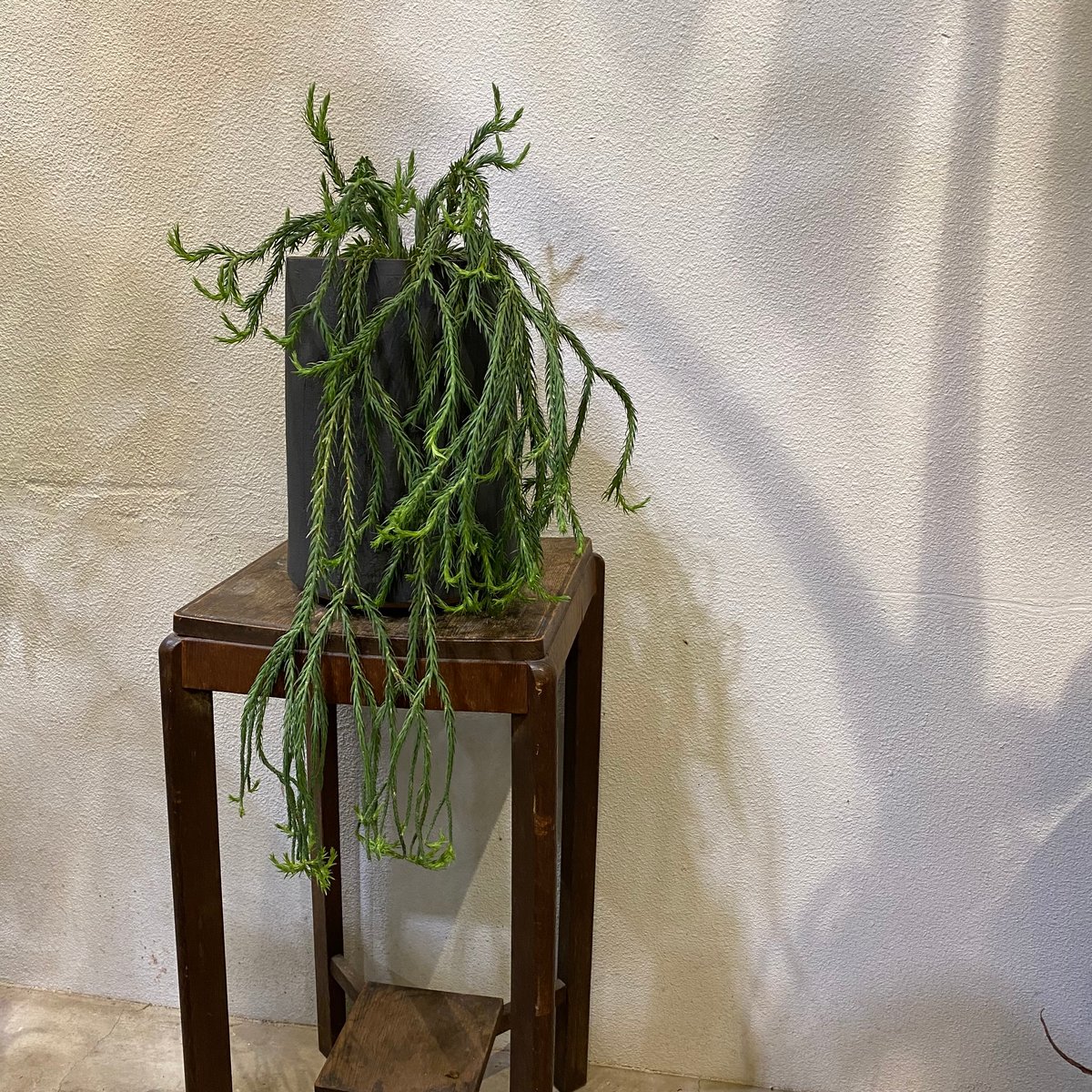 フペルジア　カリナータ　ハンギング フペルジア カリナータ 現品｜ハンギング｜全長約124cm｜Yahoo!フリマ