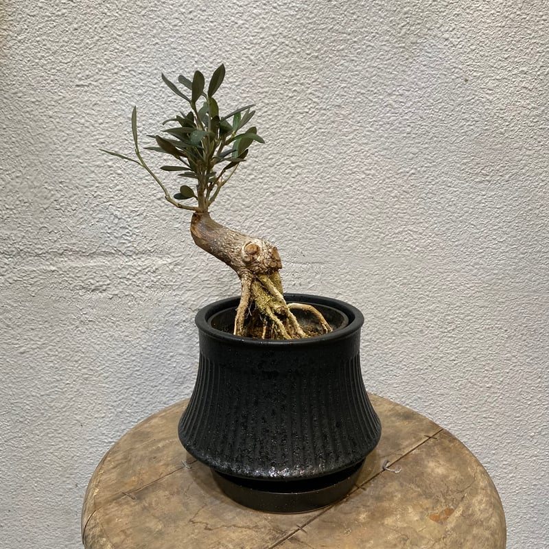 オリーブ盆栽「BON」 | greencoast plants