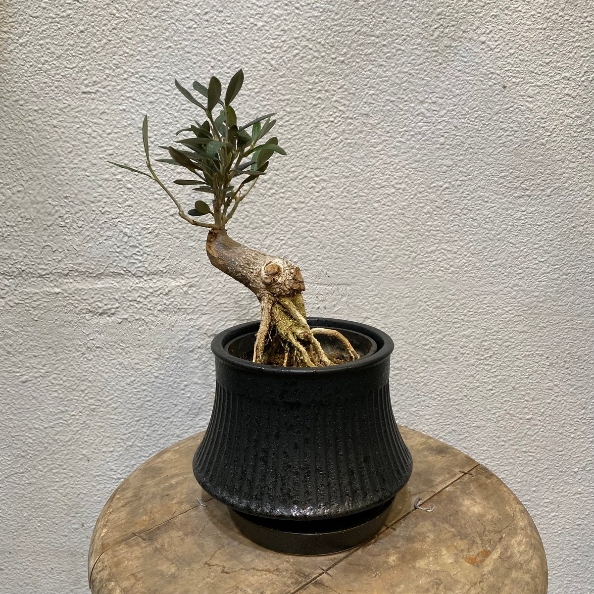オリーブ　盆栽　大株❗　⑧ オリーブ盆栽「BON」 | greencoast plants