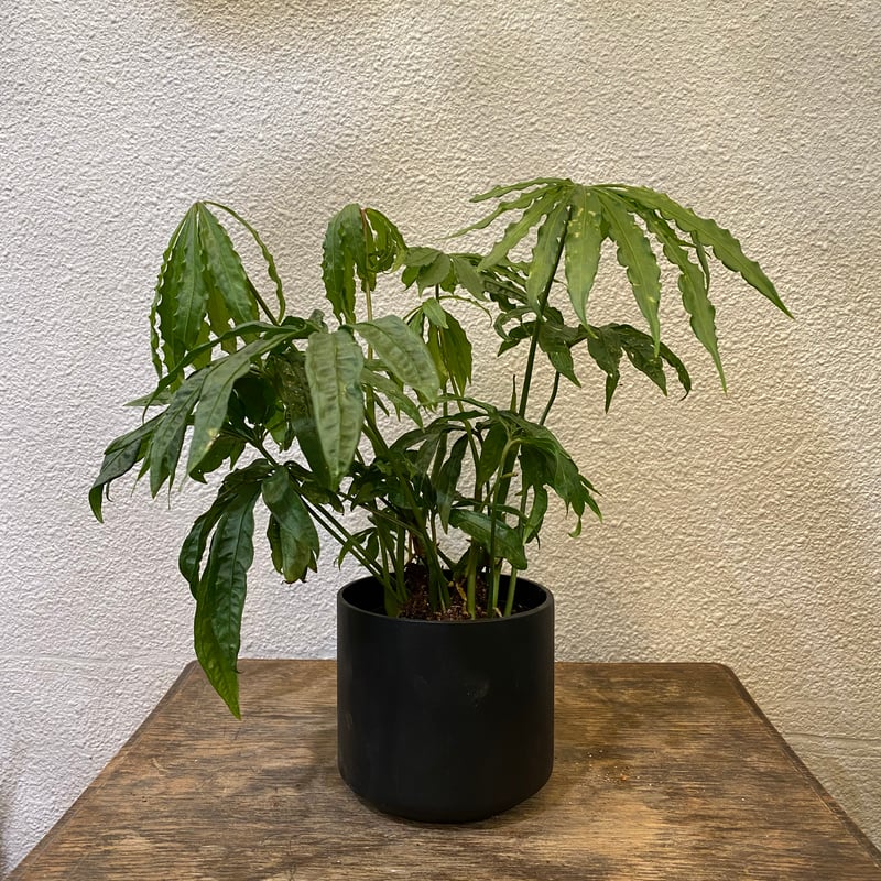 アンスリウム・ポリスキスツム・ツイード | greencoast plants