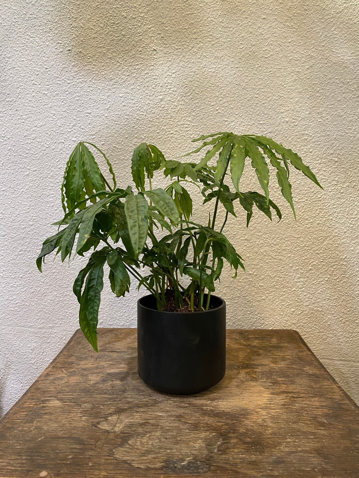 アンスリウム・ポリスキスツム・ツイード | greencoast plants