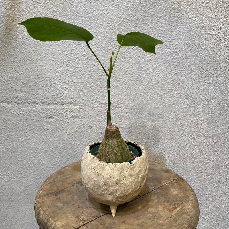 プセウド・ボンバックス・エリプチクム | greencoast plants