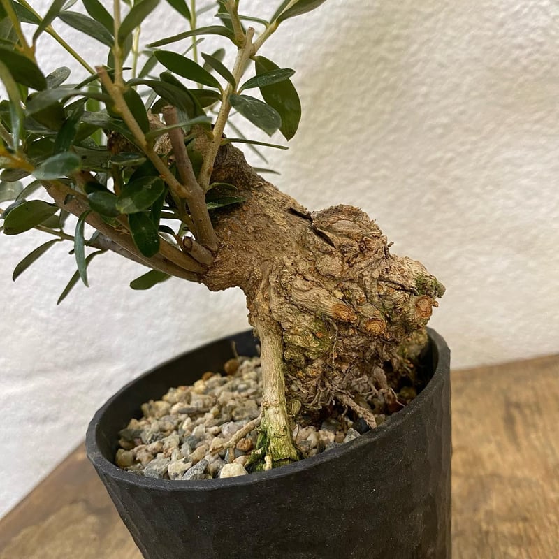 オリーブ　盆栽 オリーブ盆栽「BON」③ | greencoast plants