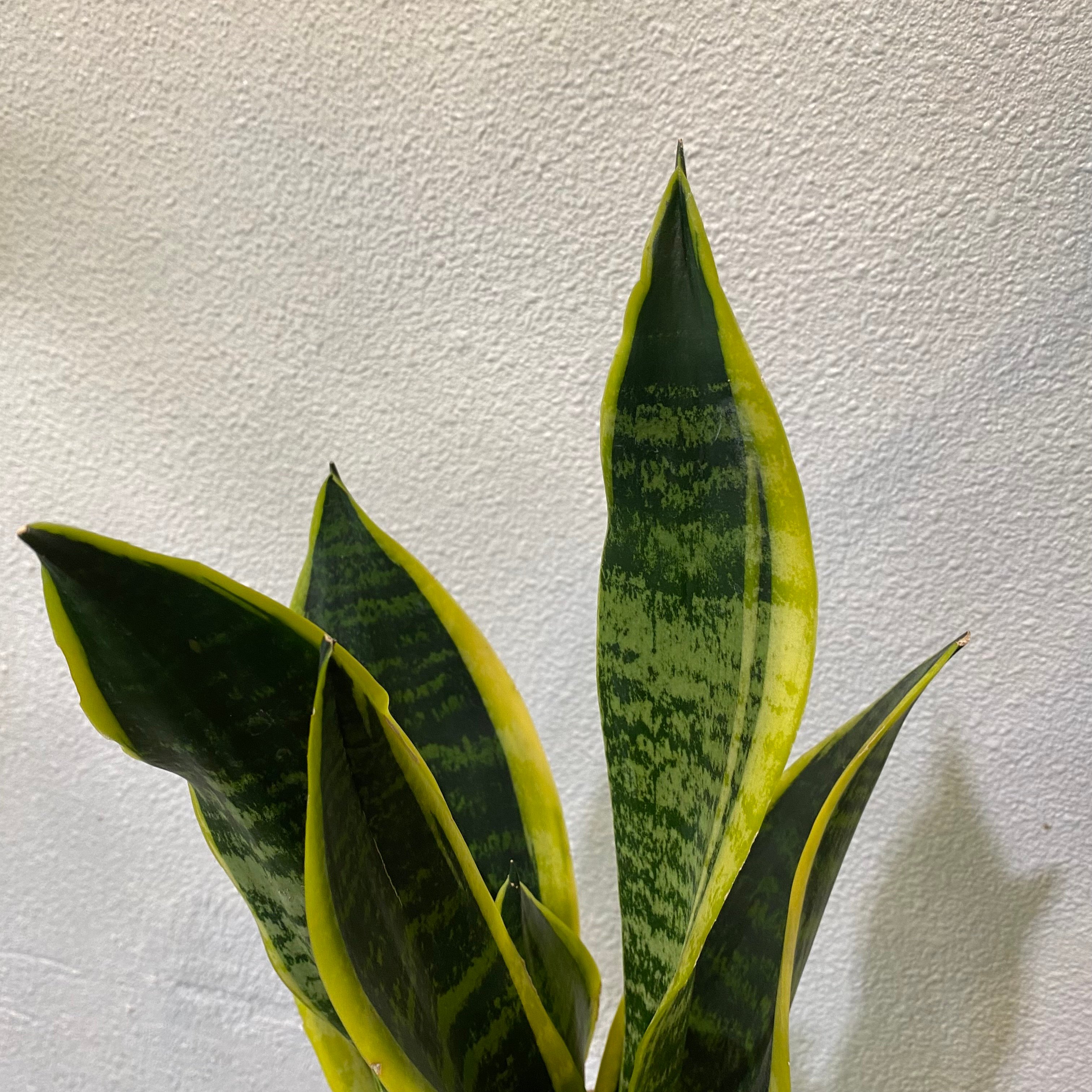 サンスベリア | greencoast plants