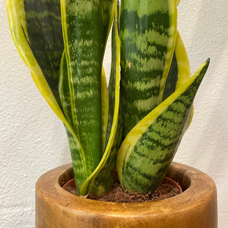 サンスベリア | greencoast plants