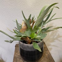 スザンナエ 綴化 接ぎ木 | greencoast plants