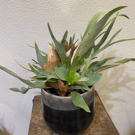 【週末セール】ビカクシダ ビーチー ビカクシダ ビーチー - coma | minne byGMOペパボ 国内最大級の