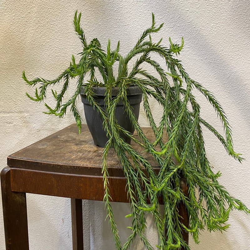 フペルジア・カリナータ | greencoast plants