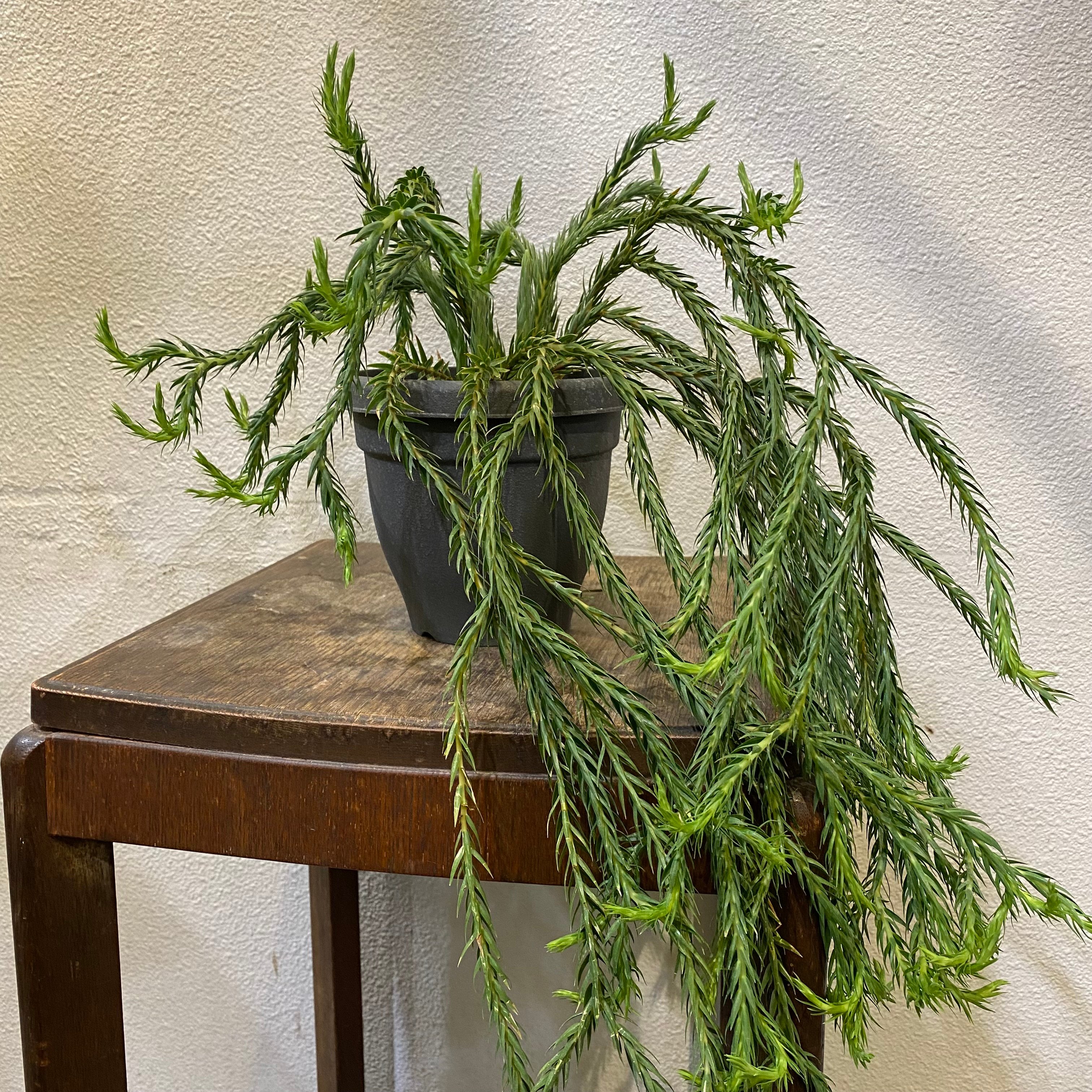 フペルジア　カリナータ　huperzia carinata フペルジア・カリナータ | greencoast plants