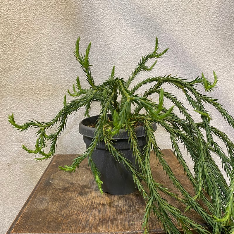 フペルジア・カリナータ | greencoast plants