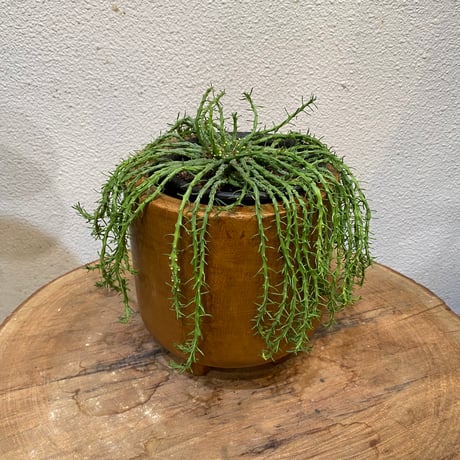 フラナガニー孔雀 ユーフォルビア 孔雀丸 価格 多肉植物
