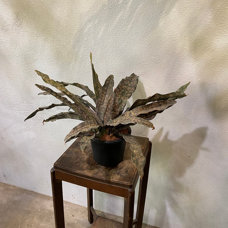 E*u様 サンセベリアキルキーブラウン錦子株付き斑入り抜き苗発送 サンスベリア・キルキーブラウン | greencoast plants