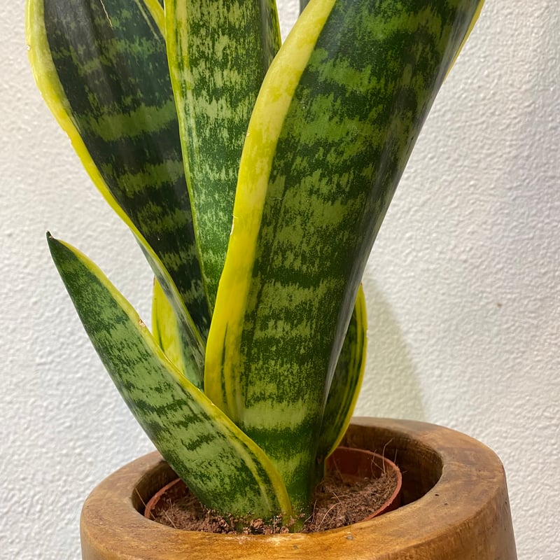 サンスベリア | greencoast plants