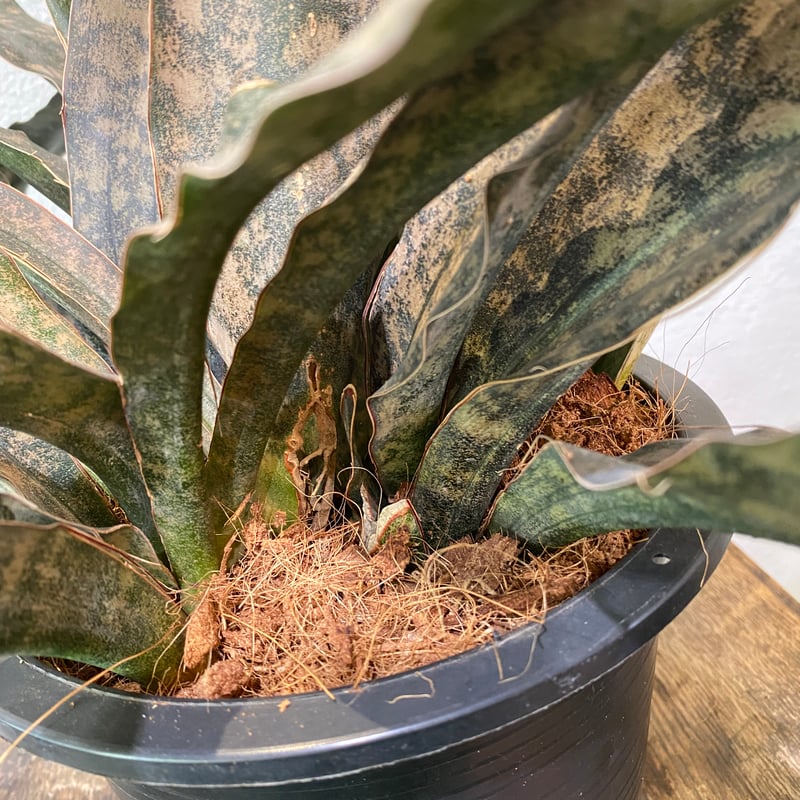 サンスベリア・キルキーブラウン | greencoast plants