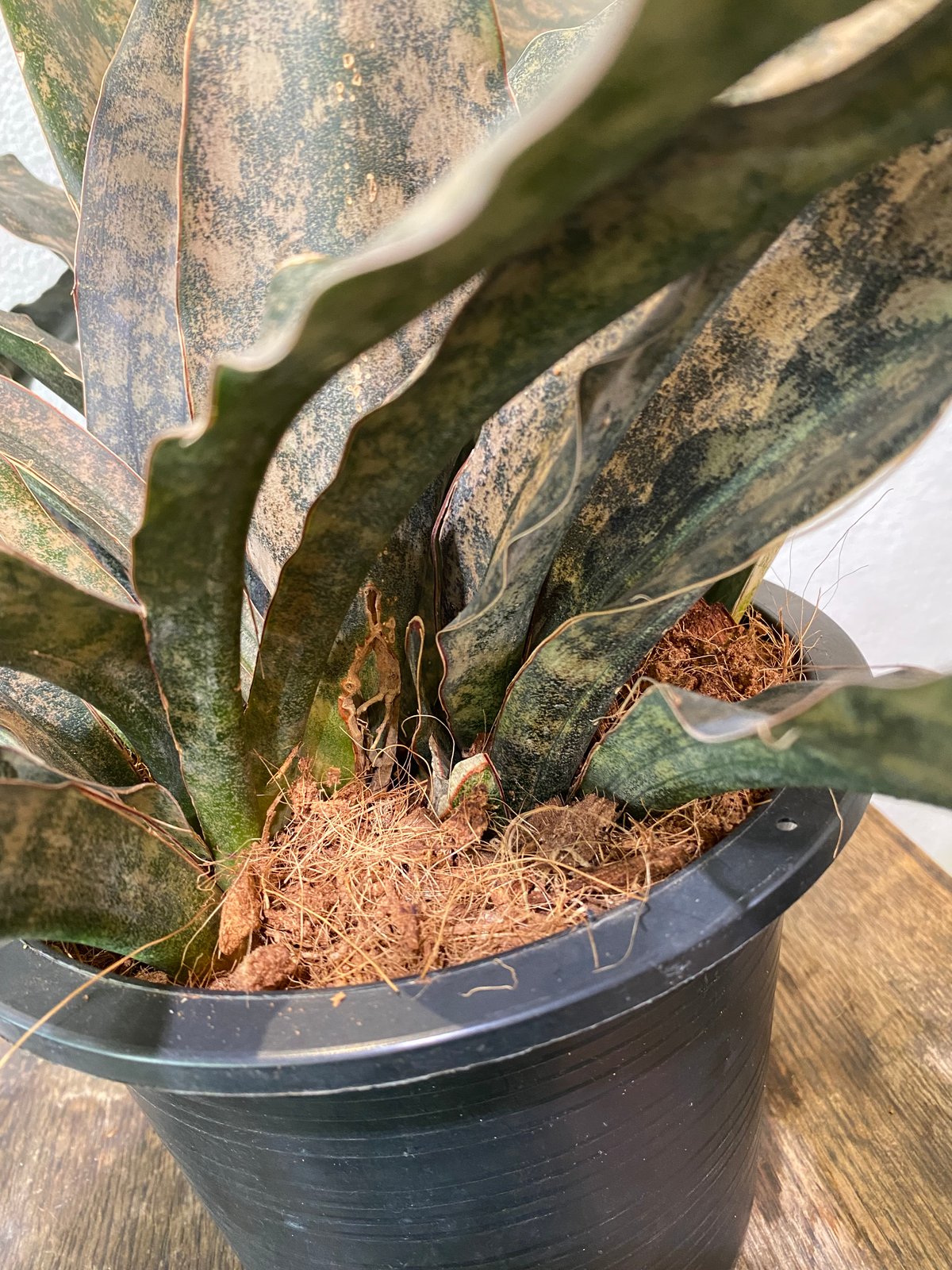 サンスベリア・キルキーブラウン | greencoast plants