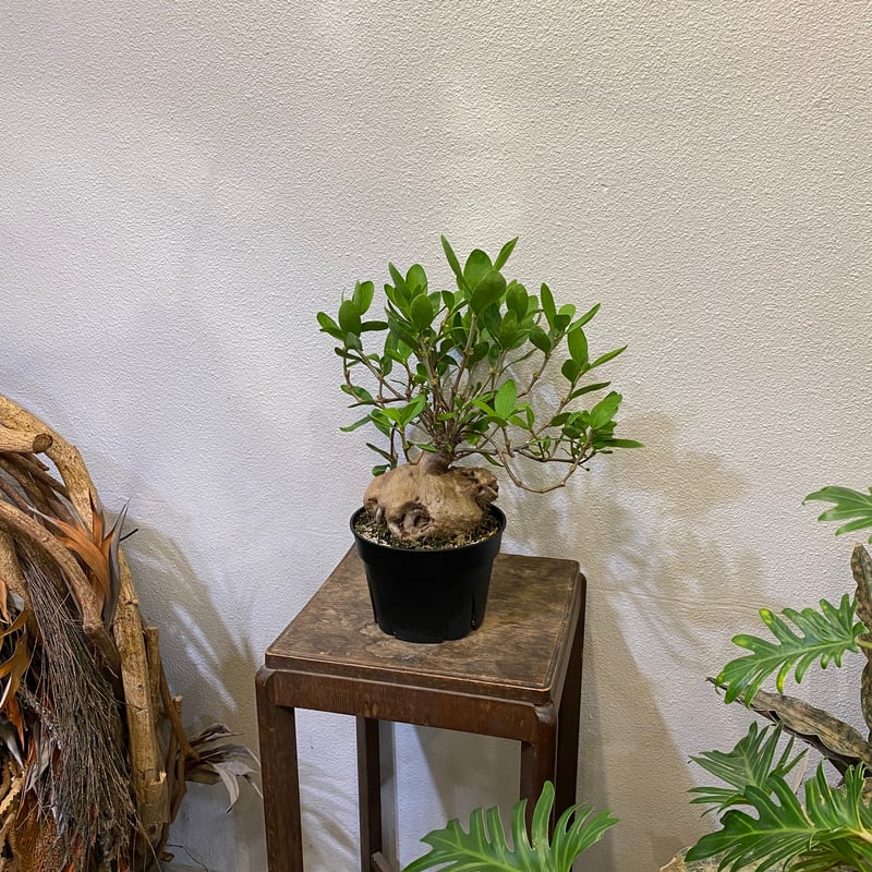 ヒドノフィツム・フォルミカルム -蟻の巣玉- | greencoast plants