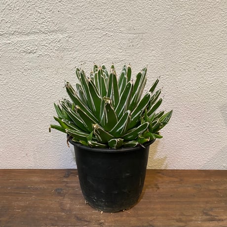 アガベ　氷山　笹の雪　4号鉢つき　大株❗　② アガベ 氷山 笹の雪 4号鉢つき 大株❗ アガベ 氷山 笹の