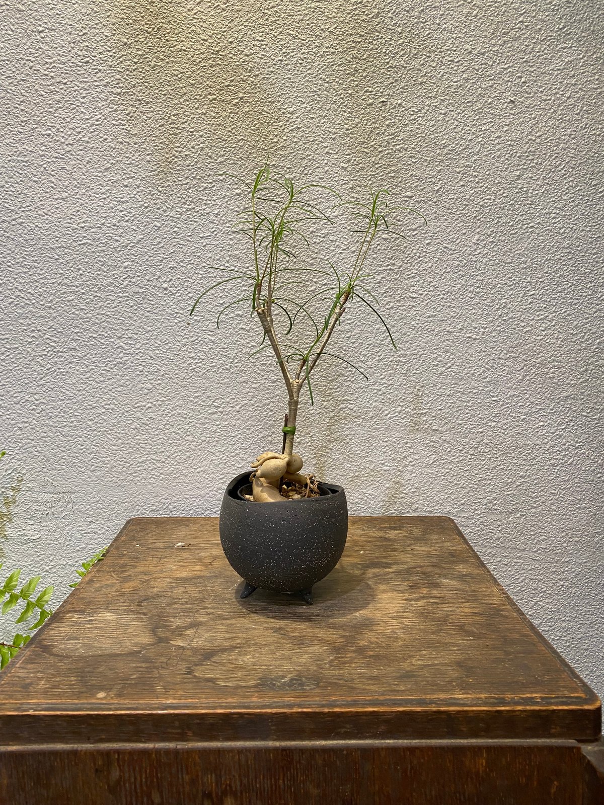 ユーフォルビア・ヘディオトイデス | greencoast plants