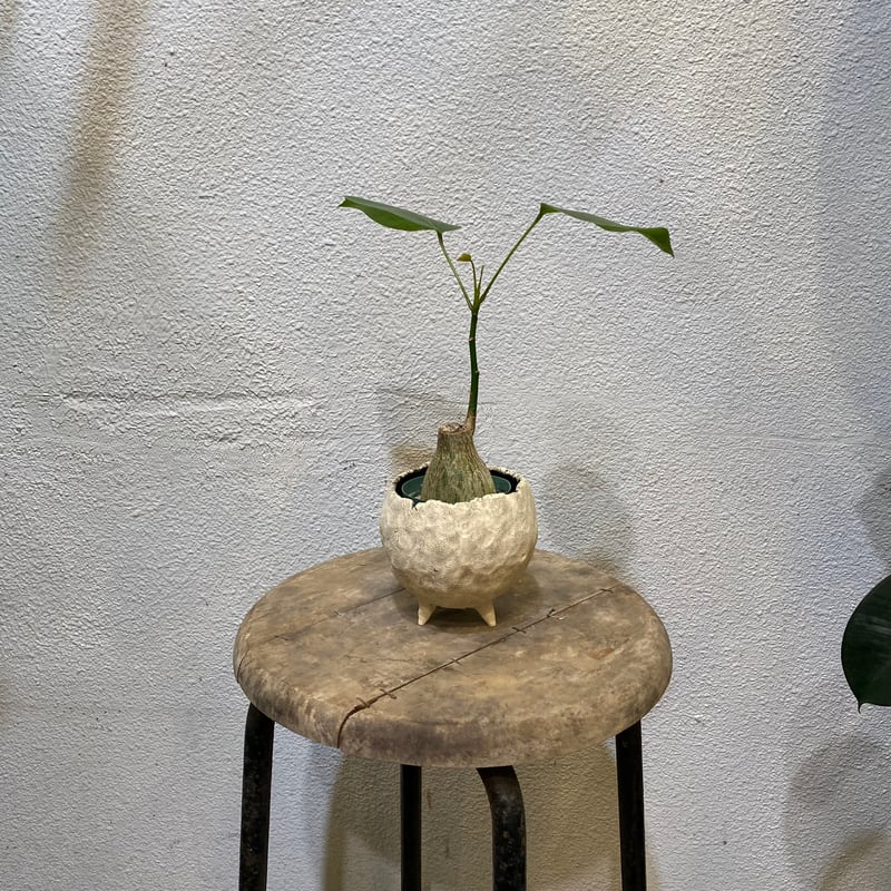 プセウド・ボンバックス・エリプチクム | greencoast plants