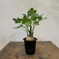 フペルジア・カリナータ | greencoast plants