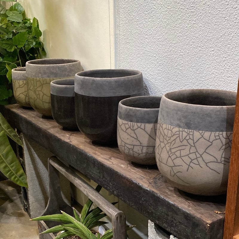 DOMANI MINSK 20cm | greencoast plants