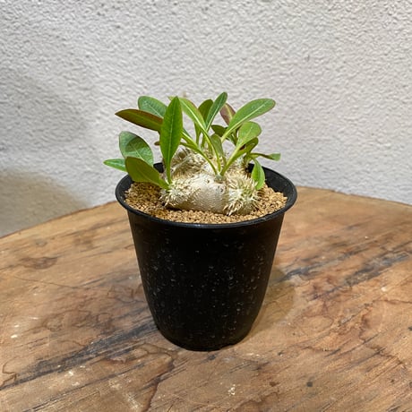 パキポディウム恵比寿笑い | STORES