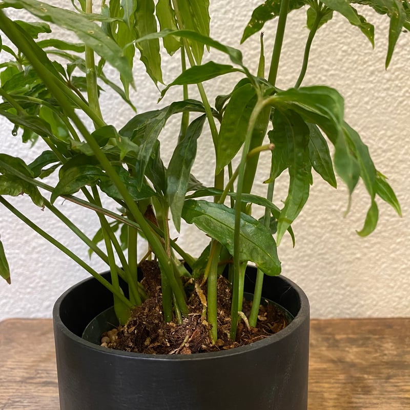 アンスリウム・ポリスキスツム・ツイード | greencoast plants