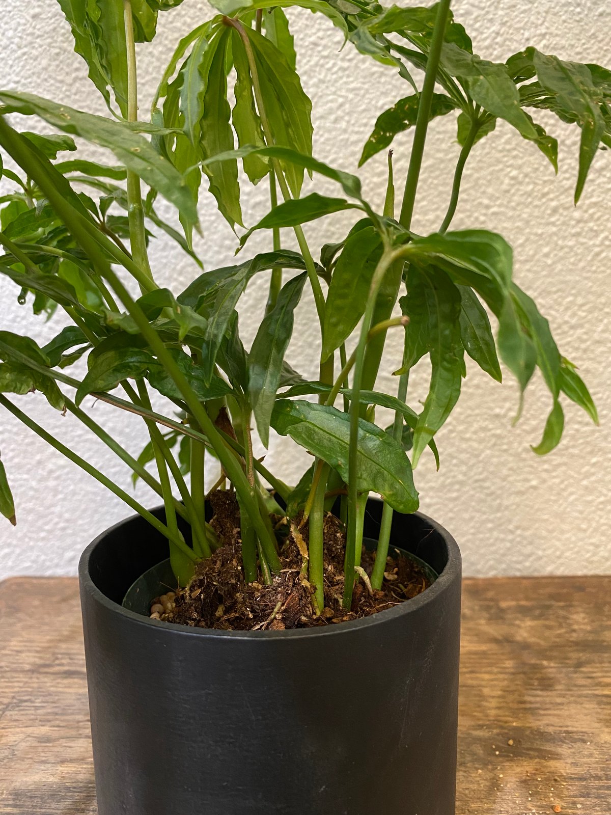 アンスリウム・ポリスキスツム・ツイード | greencoast plants