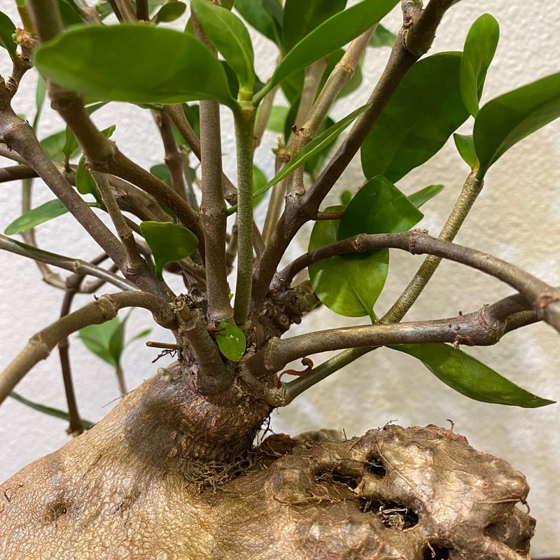 ヒドノフィツム・フォルミカルム -蟻の巣玉- | greencoast plants