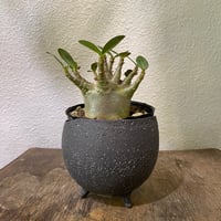 スザンナエ 綴化 接ぎ木 | greencoast plants