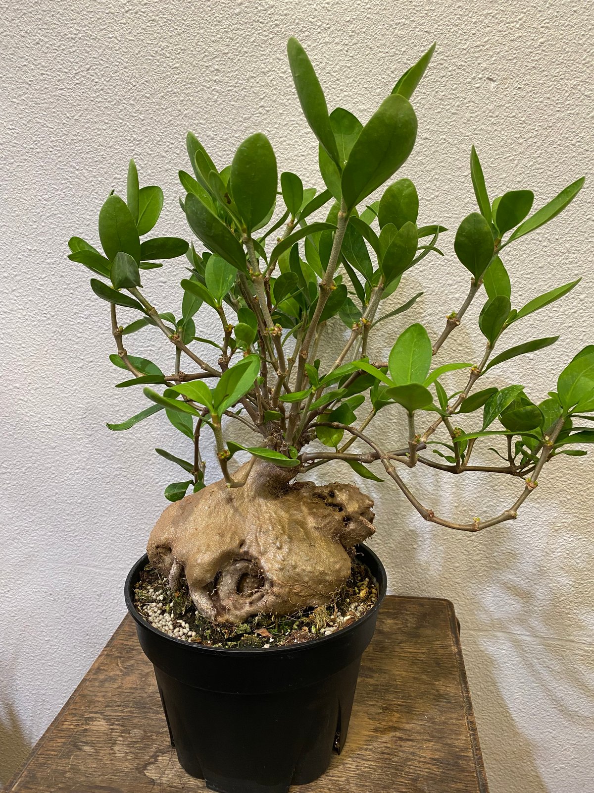 ヒドノフィツム・フォルミカルム -蟻の巣玉- | greencoast plants